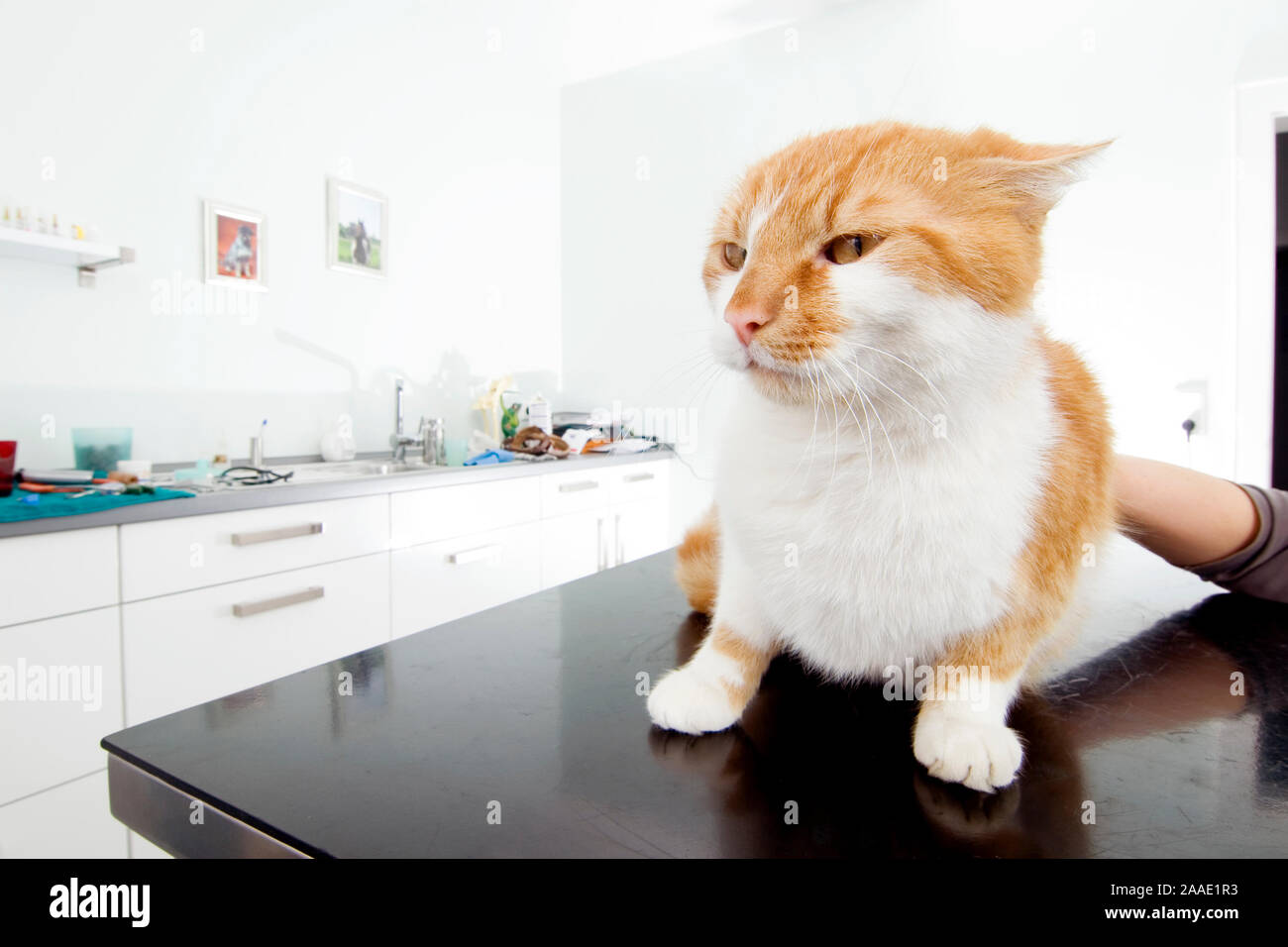 Katze in Tierarztpraxis (pr) Stock Photo