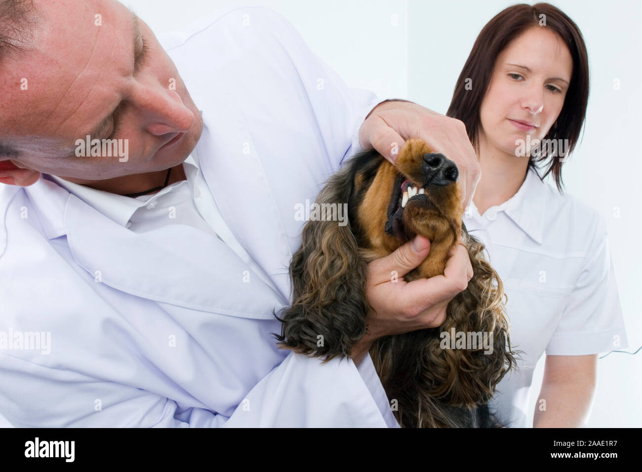 Hund bekommt Zähne untersucht (mr) Stock Photo