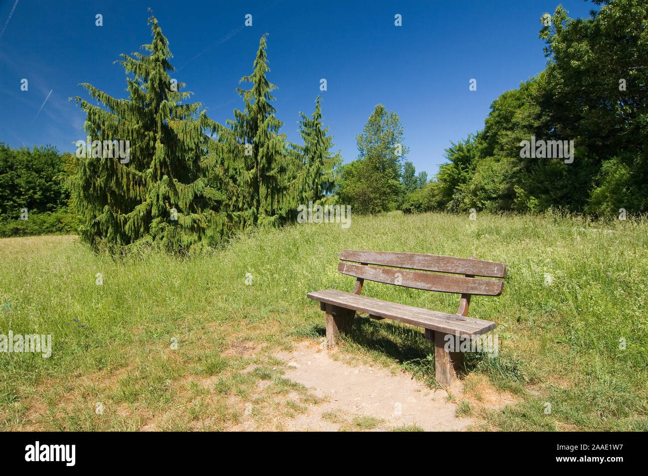 Deutschland,Hessen,Schwalbach,Arboretum,Nootkascheinzypresse, Chamaecyparis nootkatensis (var.pendula) Stock Photo