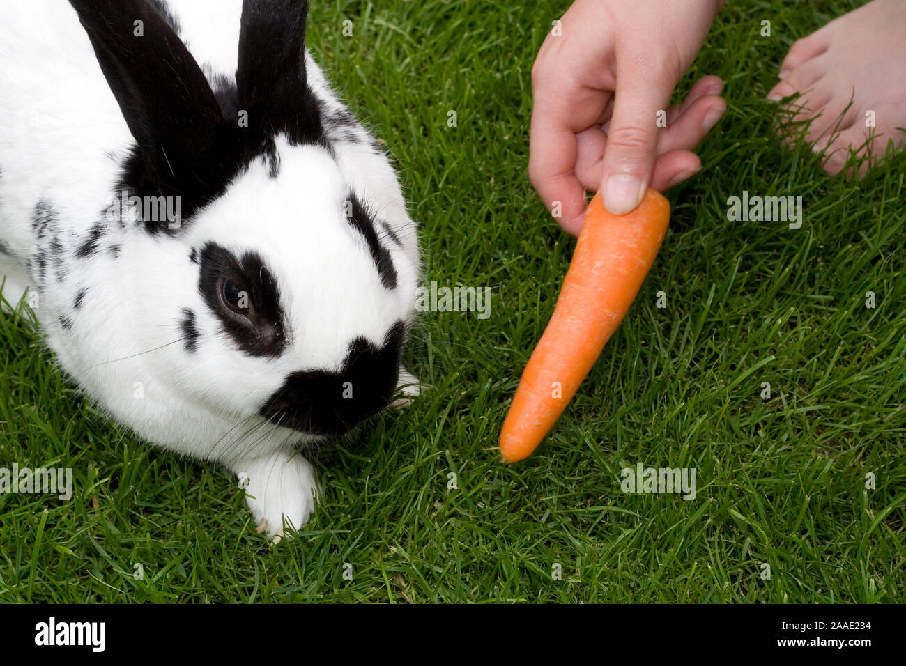 Hase Karotte High Resolution Stock Photography And Images Alamy