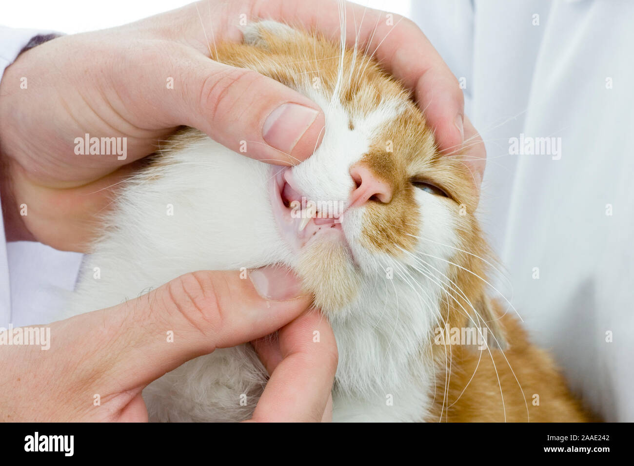 Katze bekommt Zahnuntersuchung Stock Photo