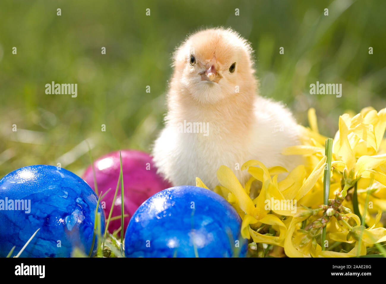 Hühnerkühen mit Ostereiern Stock Photo