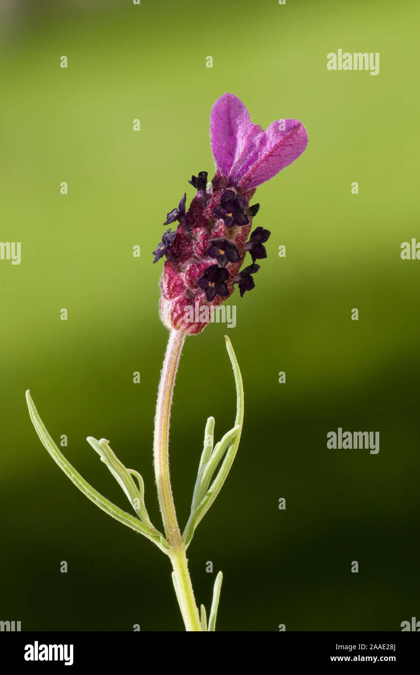 Familie lippenblutler lamiaceae hires stock photography and images Alamy