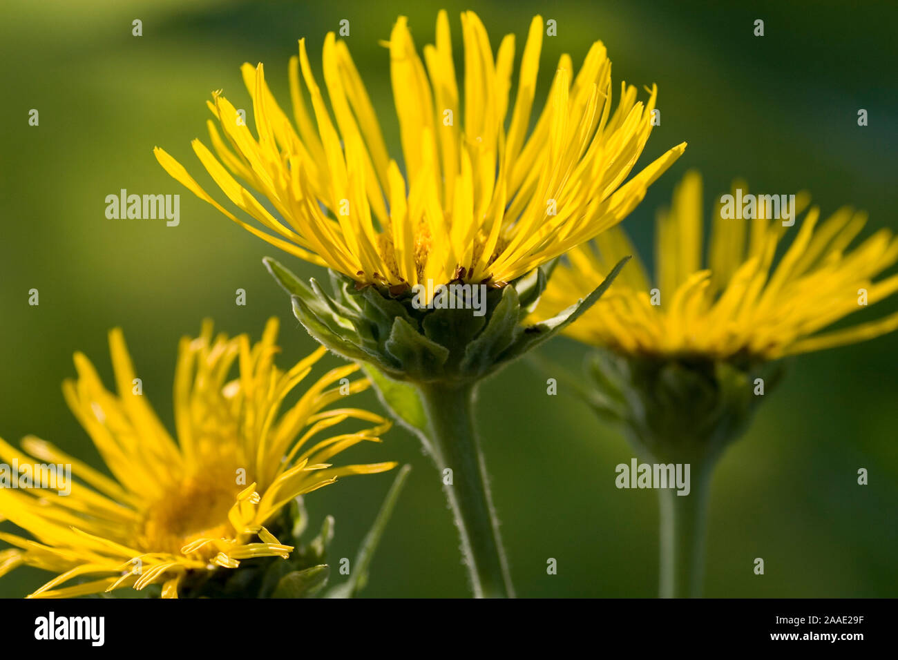 Echter Alant (Inula helenium) ist eine Pflanze aus der Familie der Korbblütler. Stock Photo