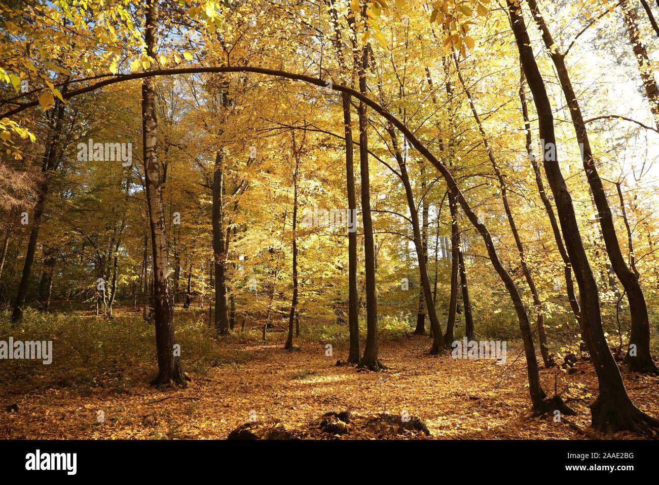 Golden leaves of trees in autumn forest highlighted by late sun Stock ...