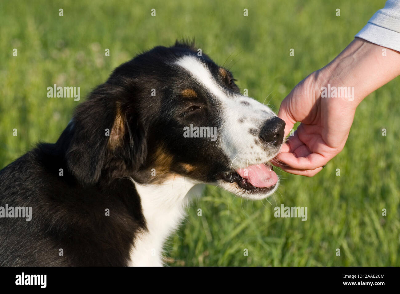 Australischer Hirtenhund, Australien Shepherd bekommt Leckerli Stock Photo