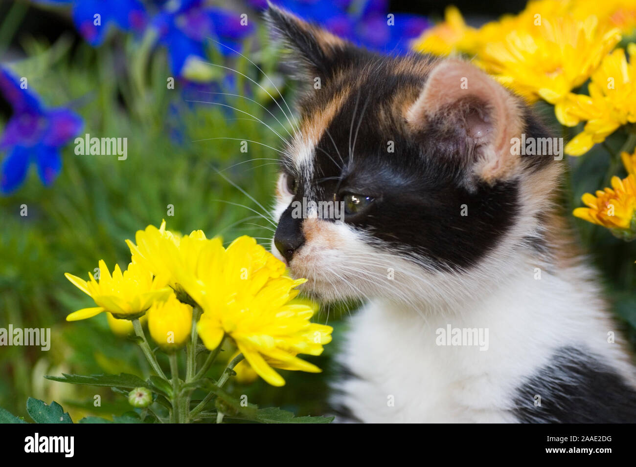 junge Schildpattkatze schnüffelt an einer Blume Stock Photo