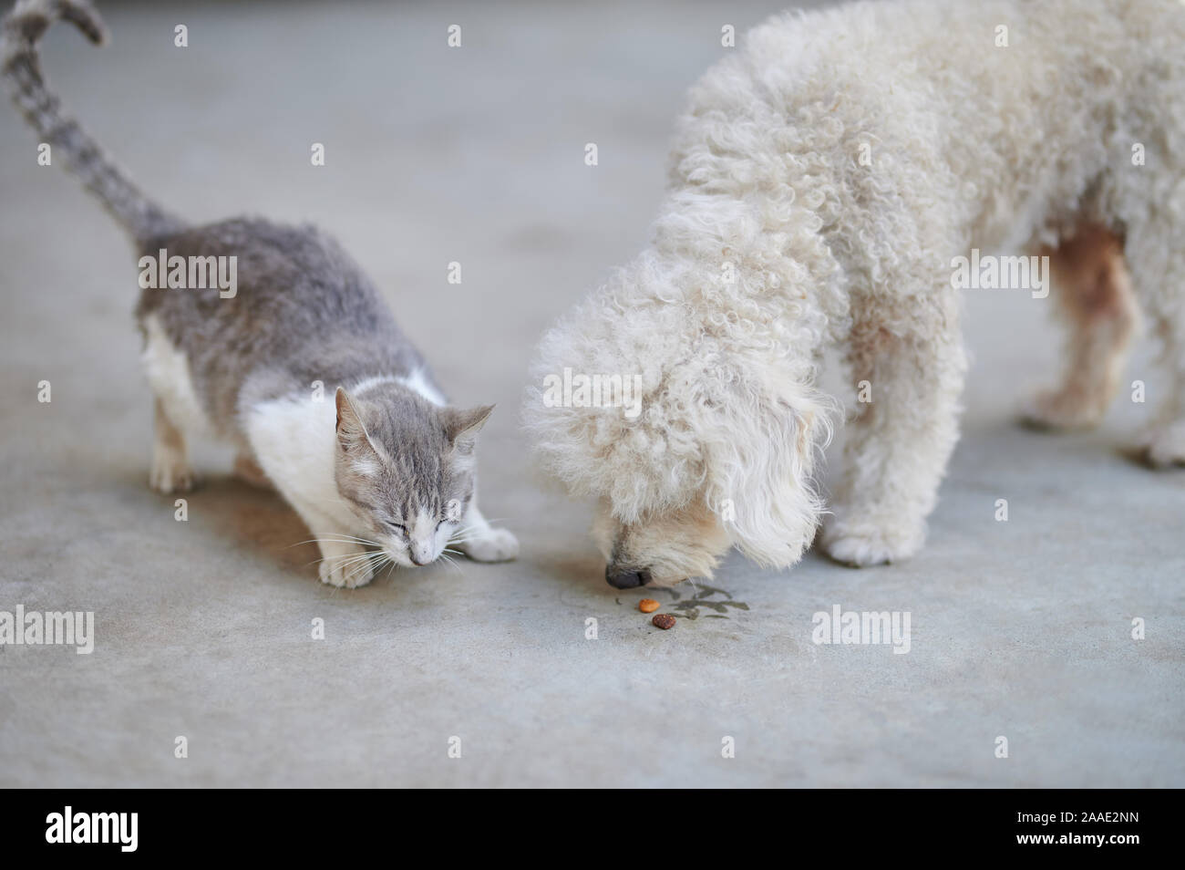 Dog and cat sharing food together. Friendly pets theme Stock Photo