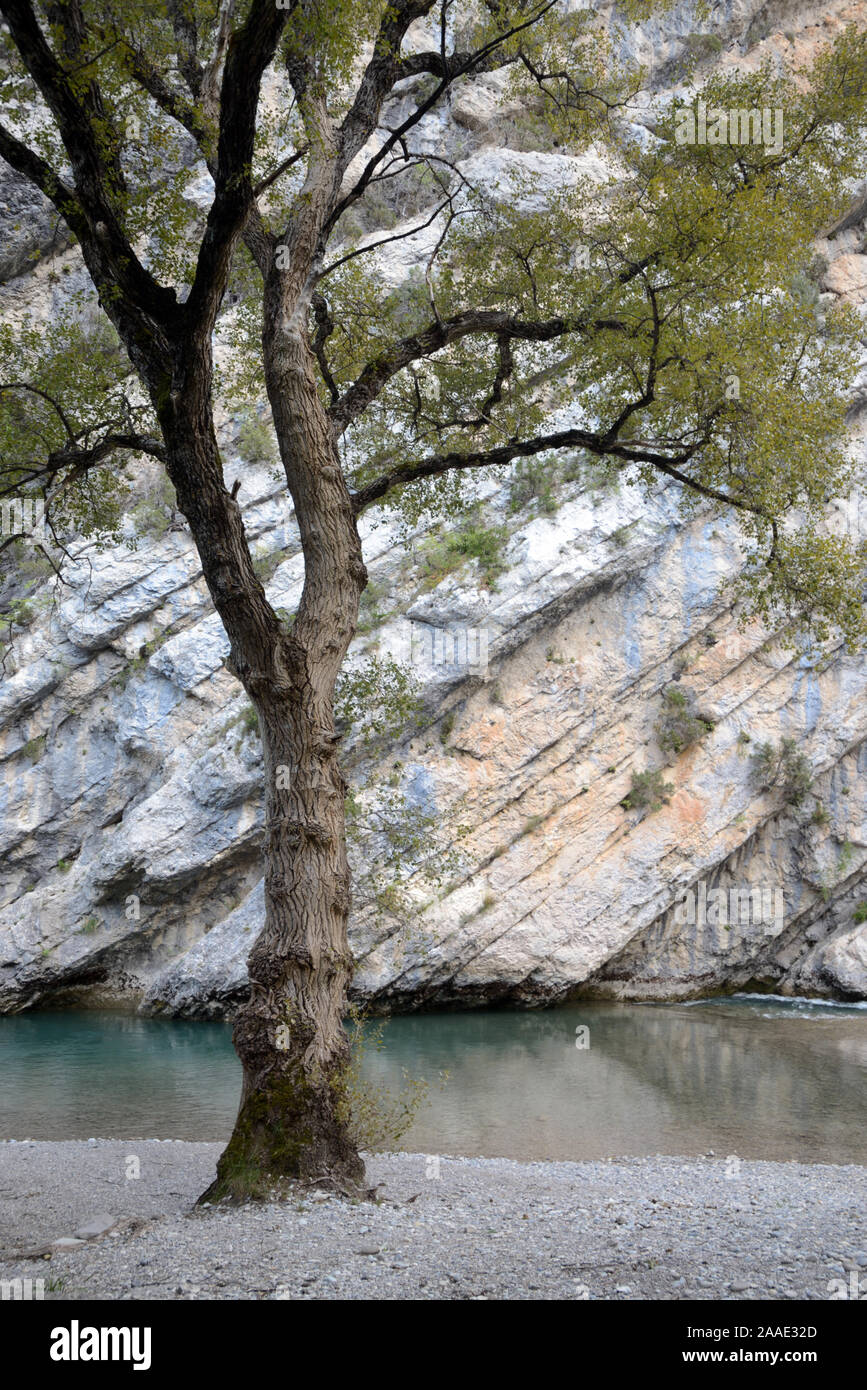 Black Poplar Tree, Populus nigra, and Rock Strata on Cliffs of the Verdon Gorge and Verdon River Alpes-de-Haute-Provence Provence France Stock Photo