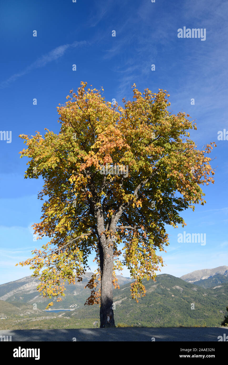 Tree Horse Chestnut High Resolution Stock Photography and Images - Alamy