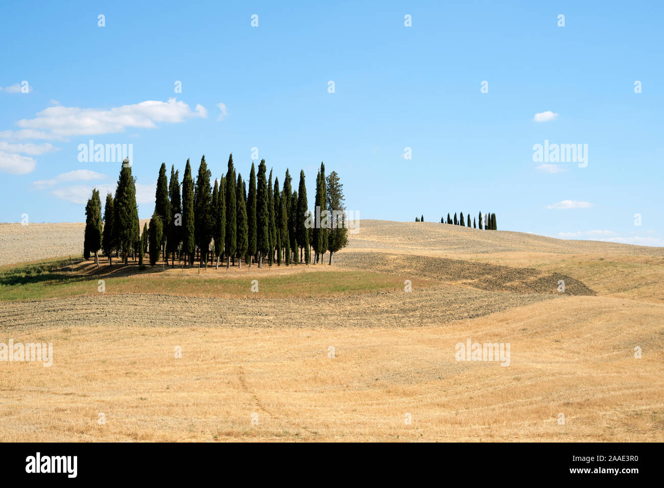 Cipressi di San Quirico d'Orcia / The Cypress Trees of San Quirico d'Orcia valley - summer agricultural landscape Tuscany Italy - Tuscan countryside Stock Photo