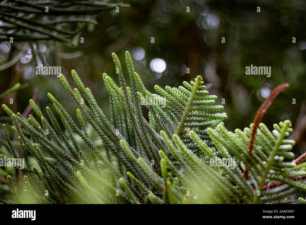 Norfolk Pine High Resolution Stock Photography And Images Alamy Norfolk Pine High Resolution Stock Photography And Images Alamy