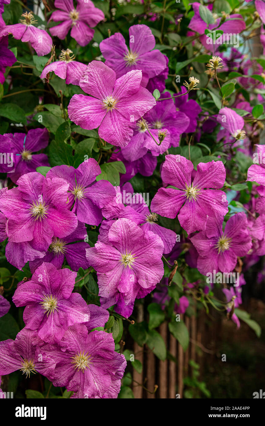 Flowers Of Perennial Clematis Vines In The Garden Beautiful Clematis