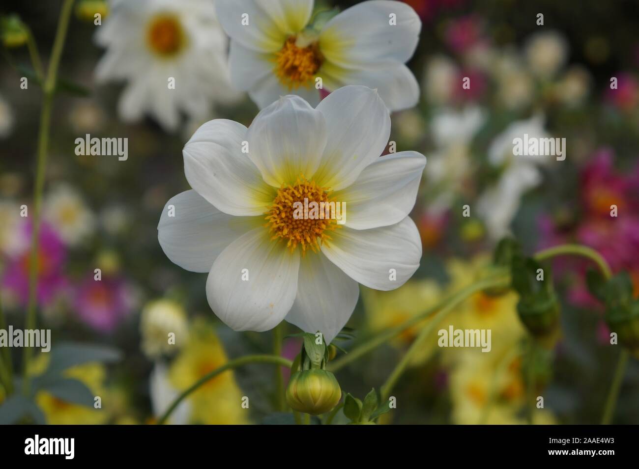 White, yellow Garden Cosmos,  Mexican Aster, Cosmos bipinnatus Stock Photo