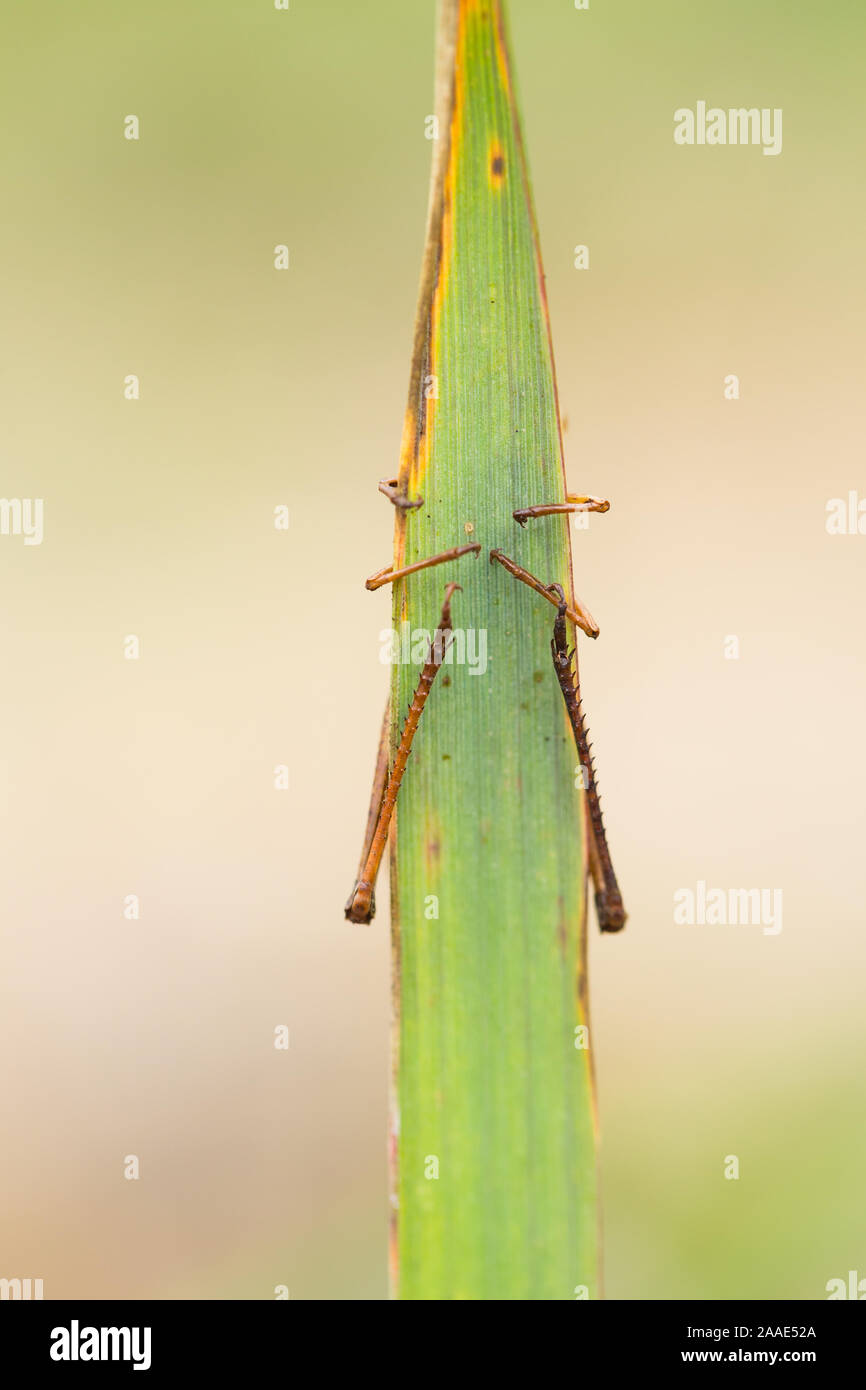 Grasshopper killed by summit disease fungi Stock Photo