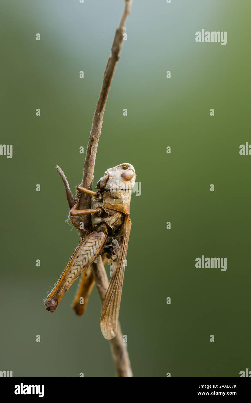 Grasshopper killed by summit disease fungi Stock Photo