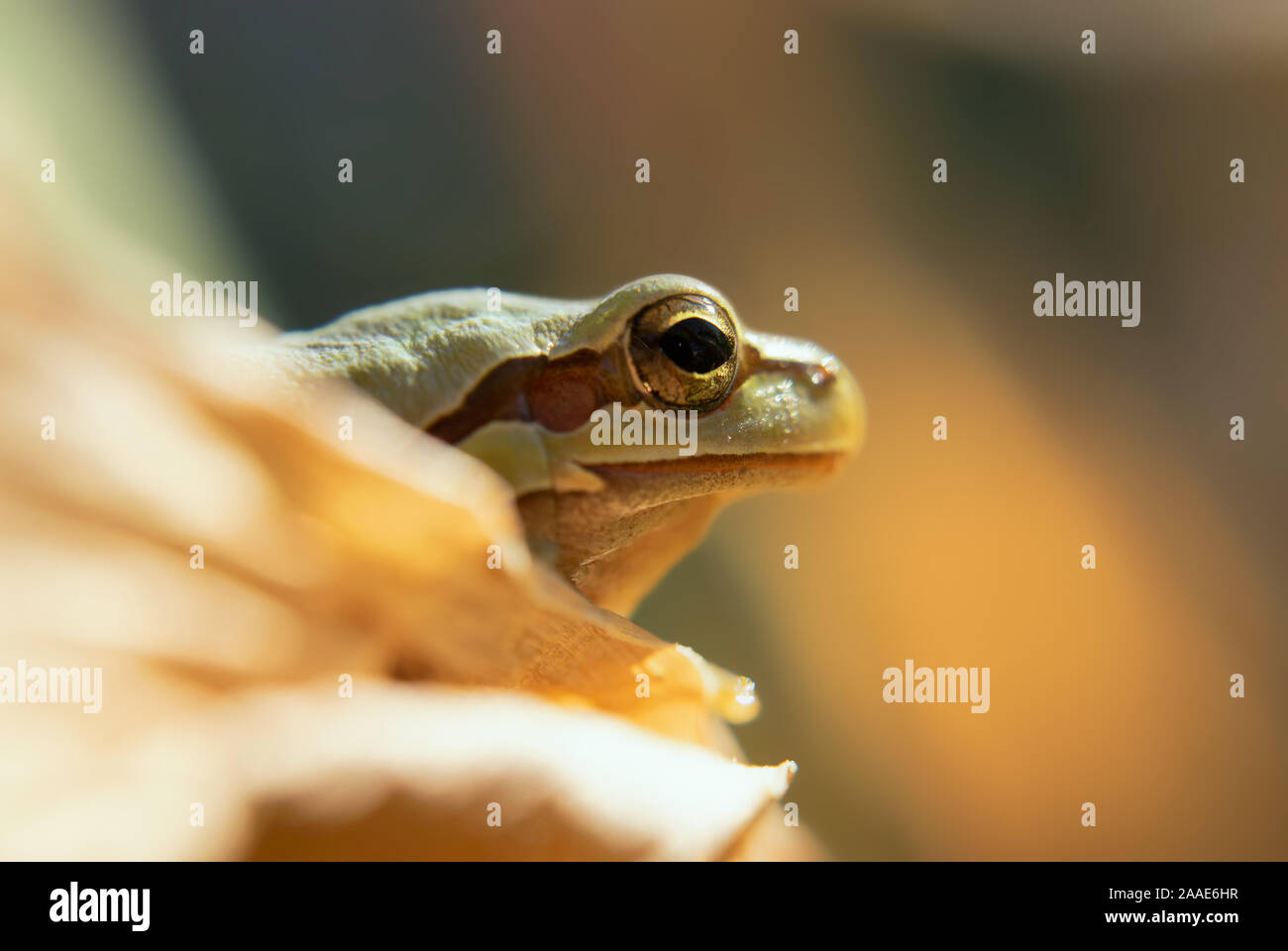 Frog camouflaging in nature Stock Photo