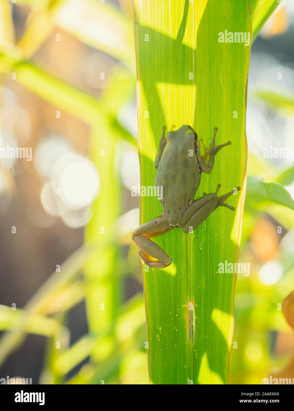 Frog camouflaging in nature Stock Photo