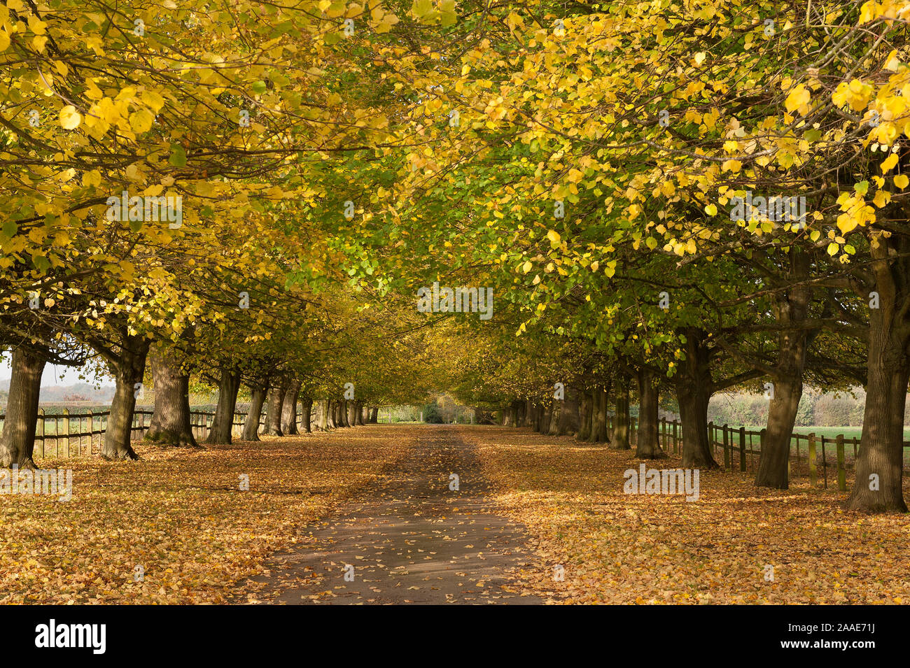 Majestic landscaped lime trees, linden, sweeping avenue drive, Tilia