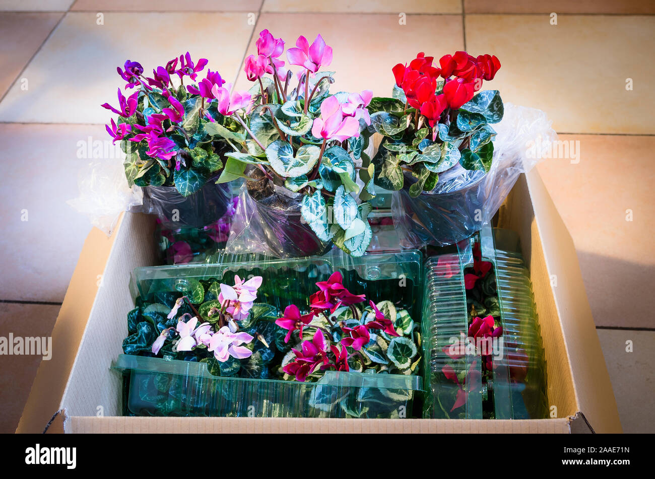 A Mail-order box opened to reveal a collection of young potted fjlowering Cyclamen persicum Metis strain bought online showing protection during trans Stock Photo