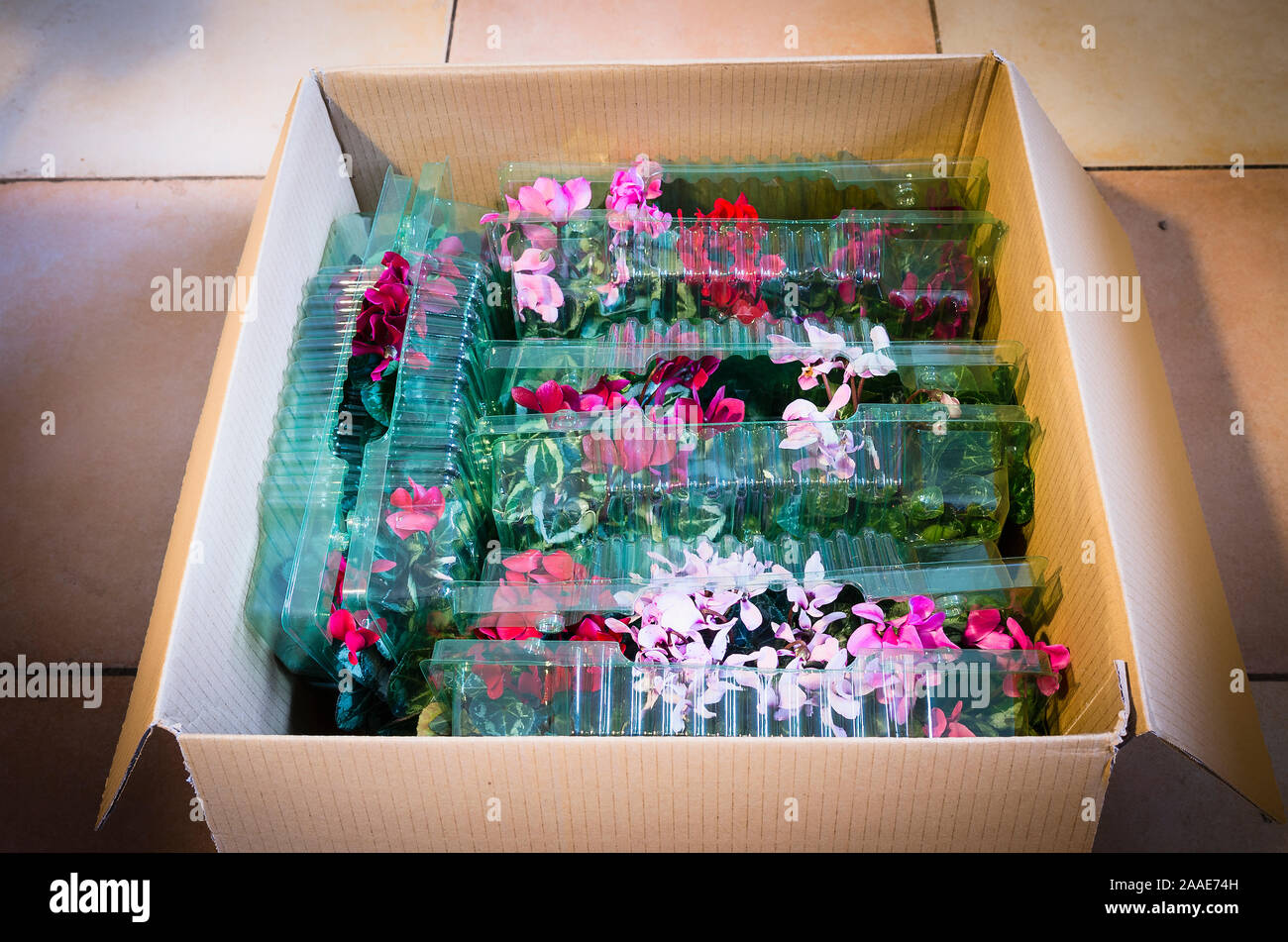 A Mail-order box opened to reveal a collection of young potted fjlowering Cyclamen persicum Metis strain bought online showing effectove bprotection d Stock Photo