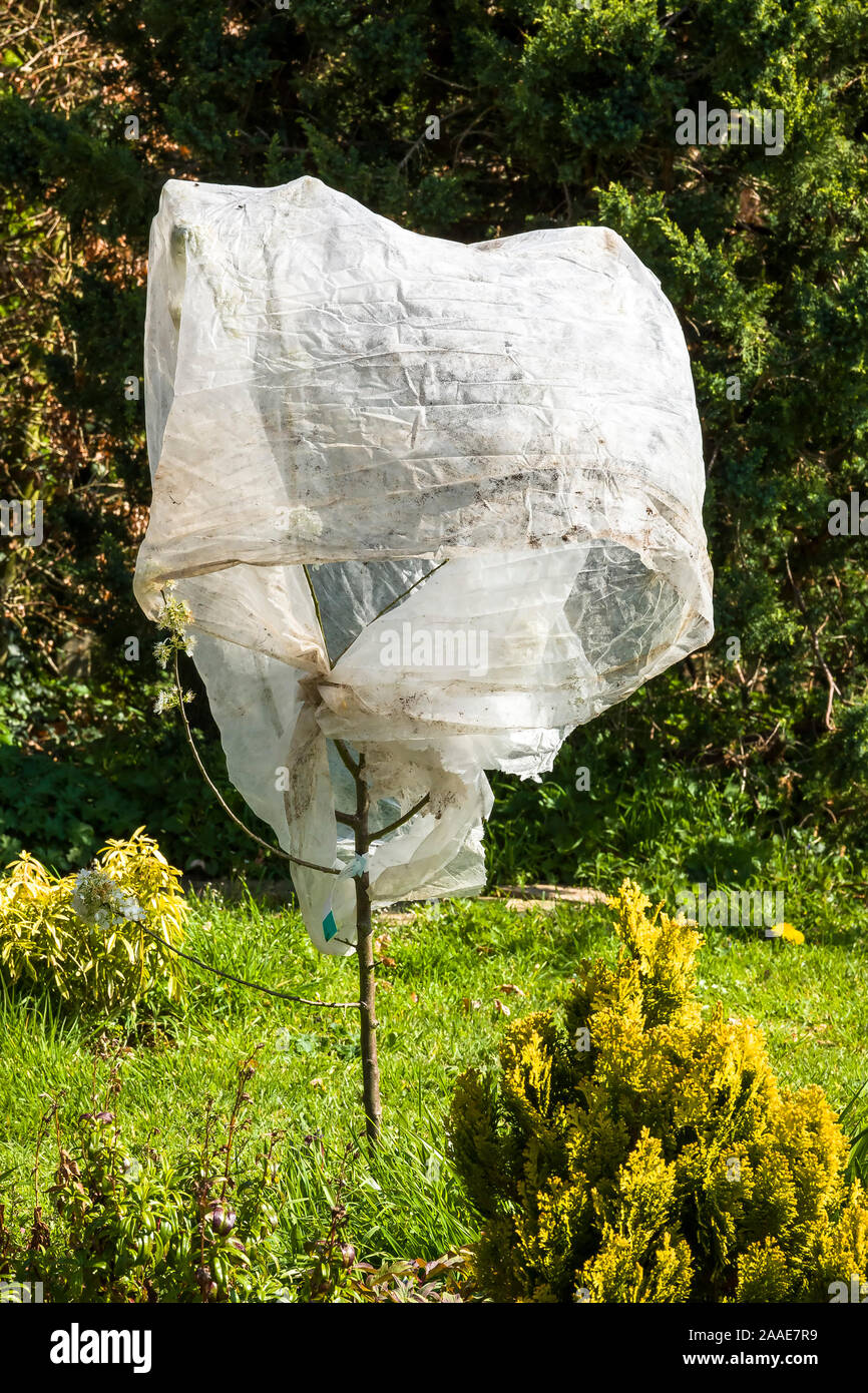 A young new Damson Merryweather shrouded in flimsy fleece to protect against late overnight frosts in an English garden in UK Stock Photo