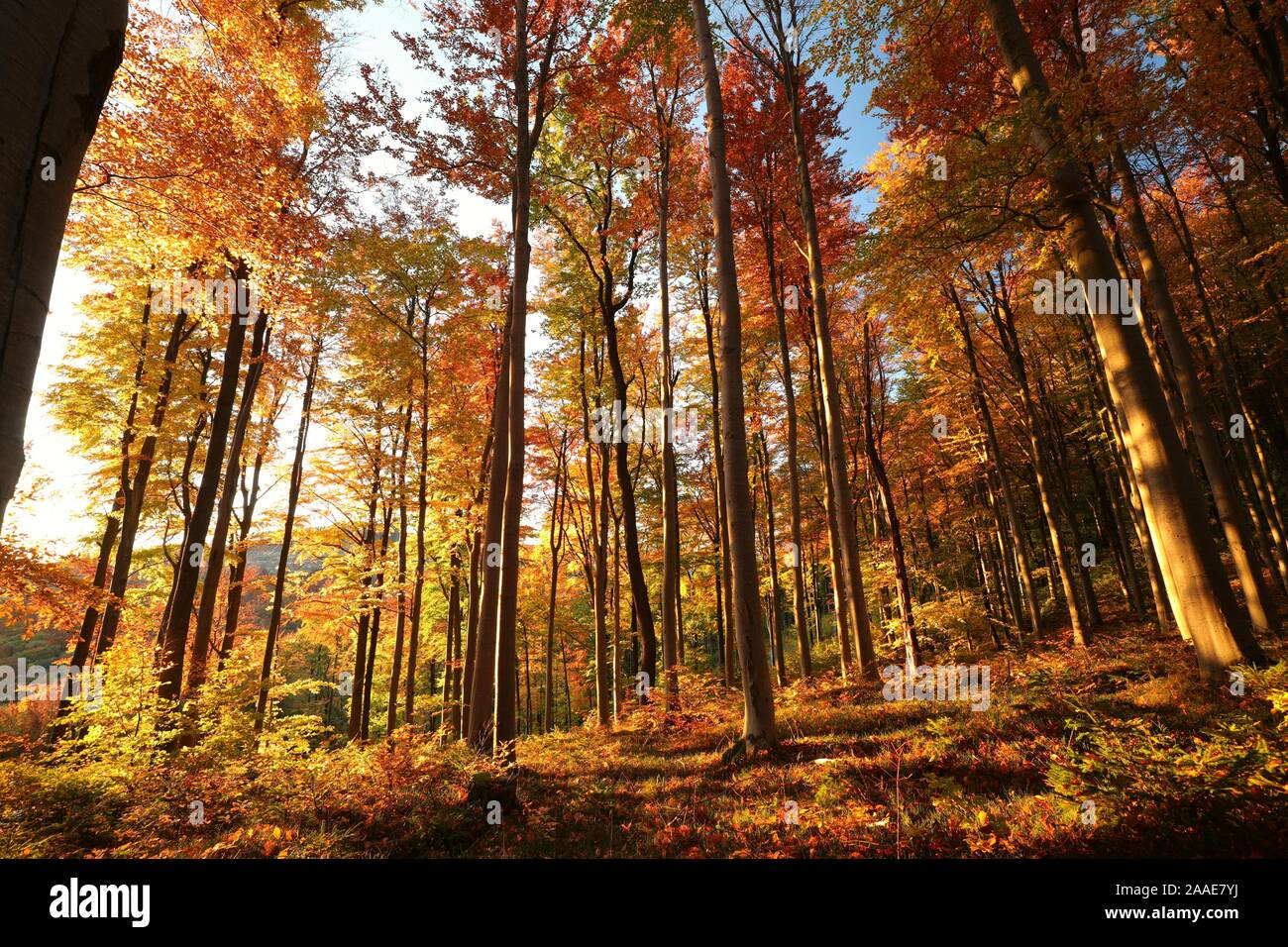 Autumn beech forest at dawn. Stock Photo