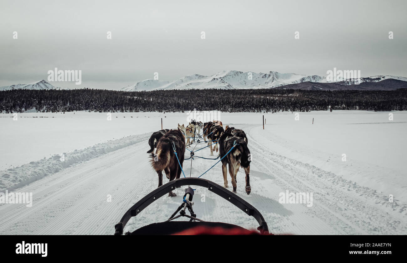 Dog Sledding, Colorado Stock Photo