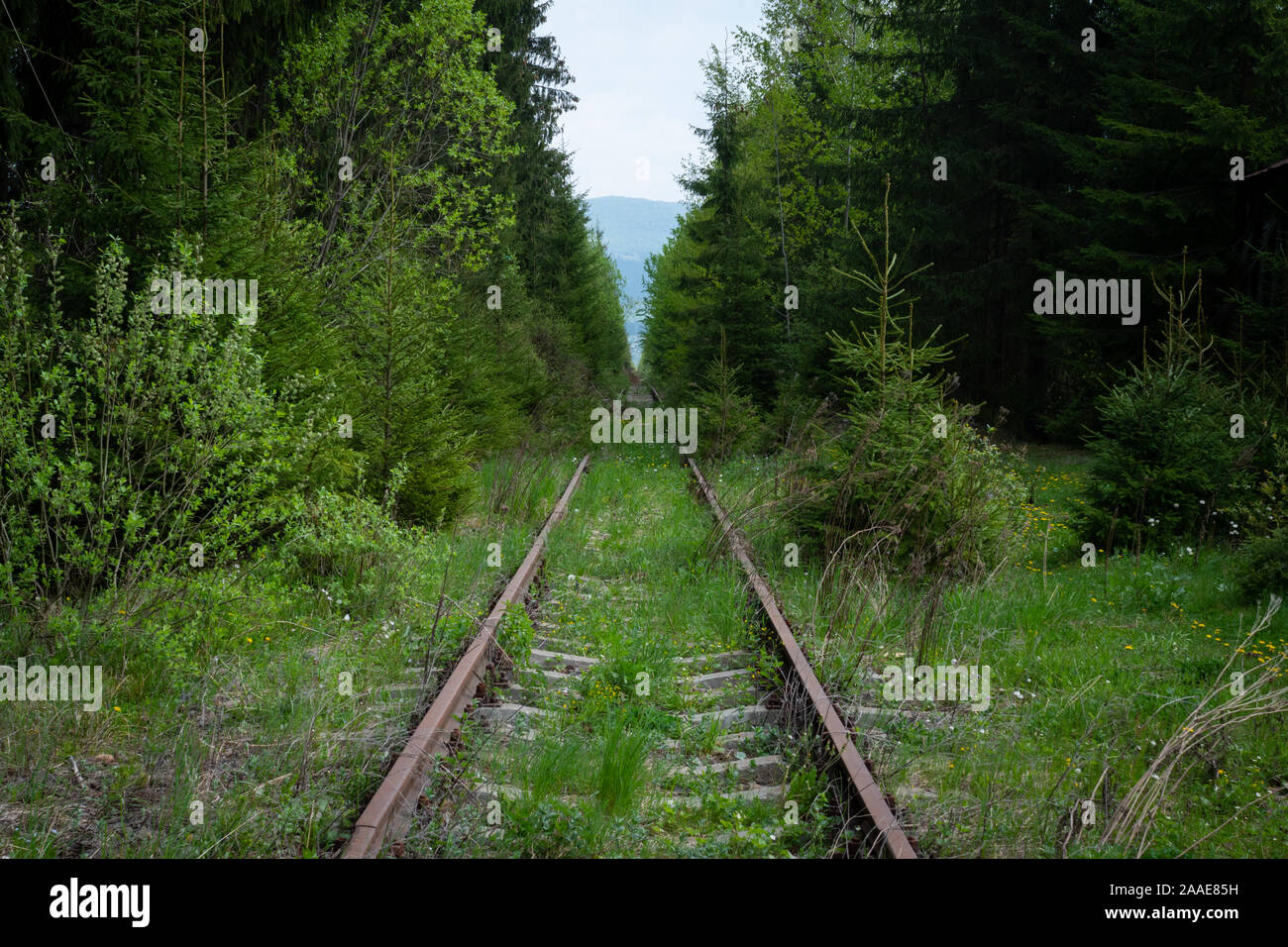 Abandoned railroad track through deep forest Stock Photo