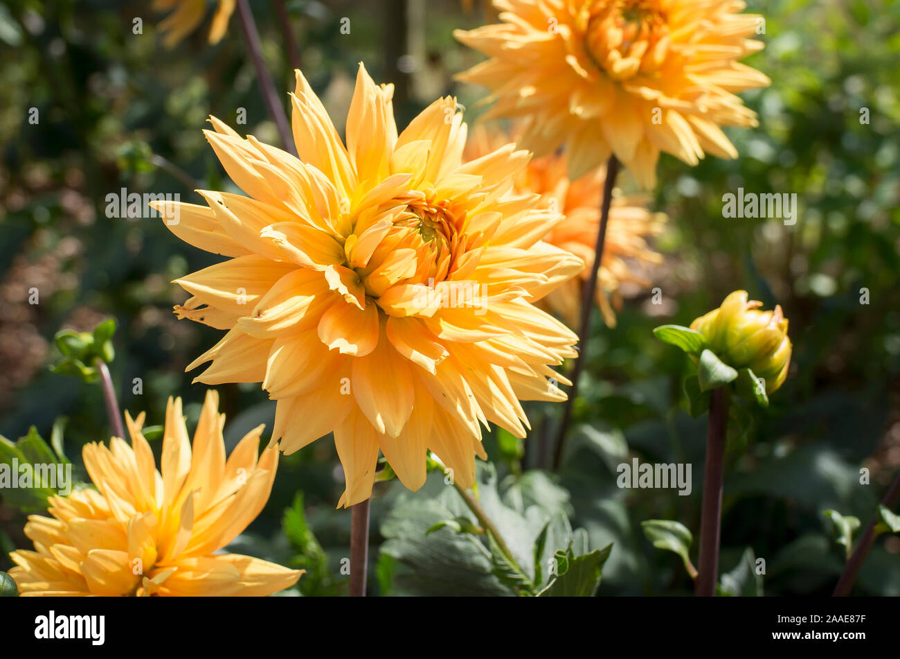 Large flowers of Dahlia Glory of Noordwijk is an inviting welcome to visitors entering this English garden in August Stock Photo