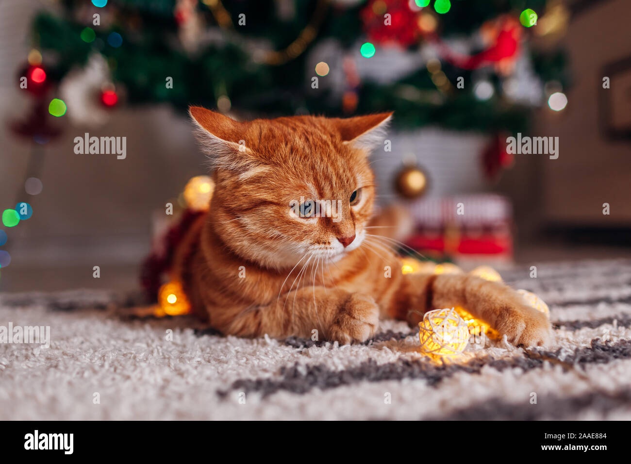Ginger cat playing with garland under Christmas tree. Christmas and New year concept Stock Photo