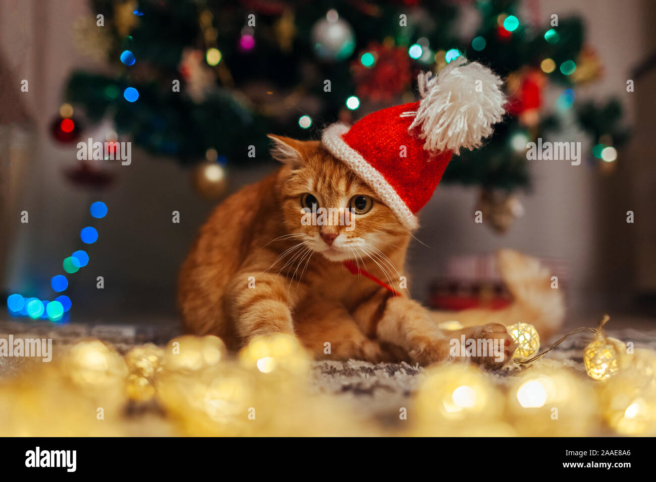 Ginger cat wears Santa's hat under 