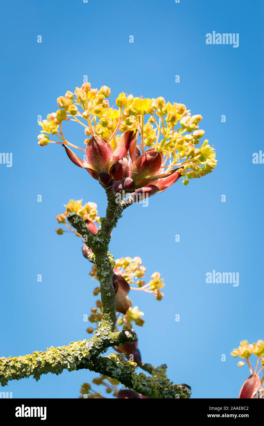 Diminutive pale yellow flowers on a Field Maple tree precede the arrival of foliage in Spring Stock Photo
