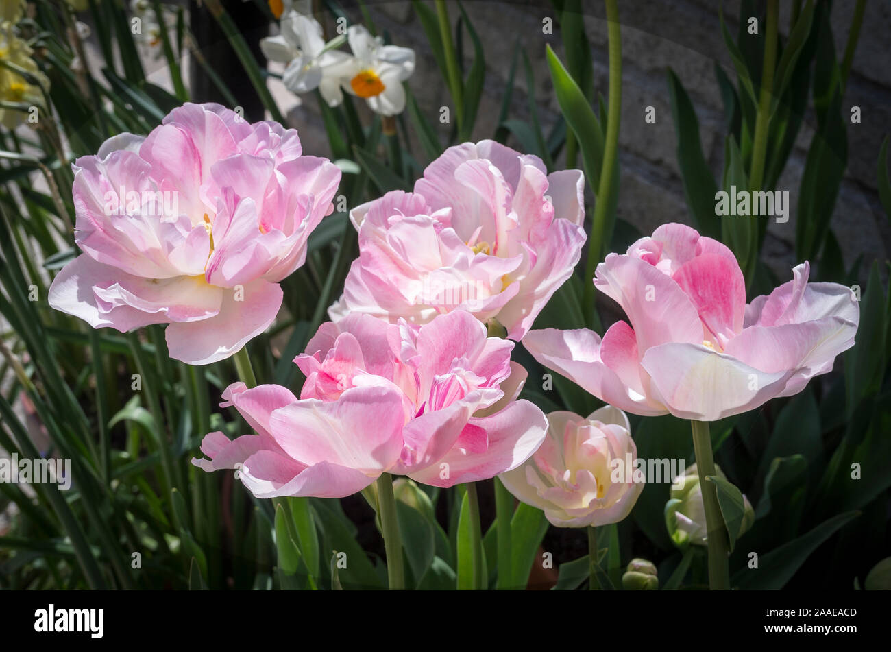 A beautiful cluster of pale pink Tulips Angelique flowering in May in an English garden UK Stock Photo