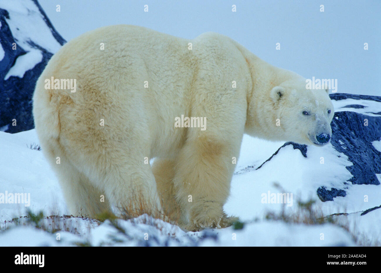 Eisbär (Ursus maritimus), Hudson Bay, Kanada Stock Photo