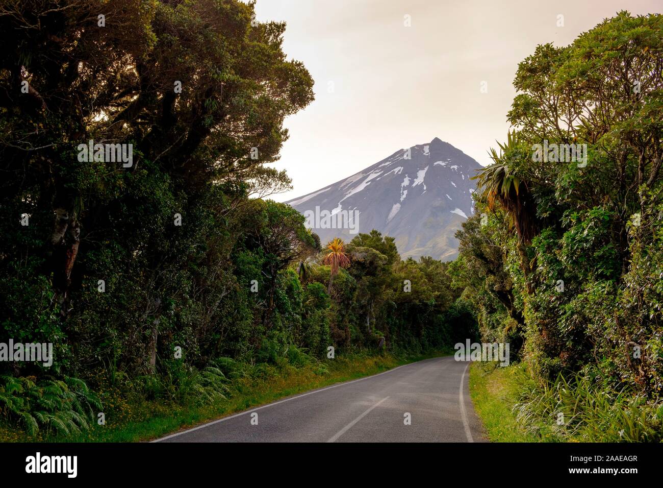 Road leading to Mount Taranaki, Egmont National Park, near Stratford, West Coast of North Island, New Zealand Stock Photo