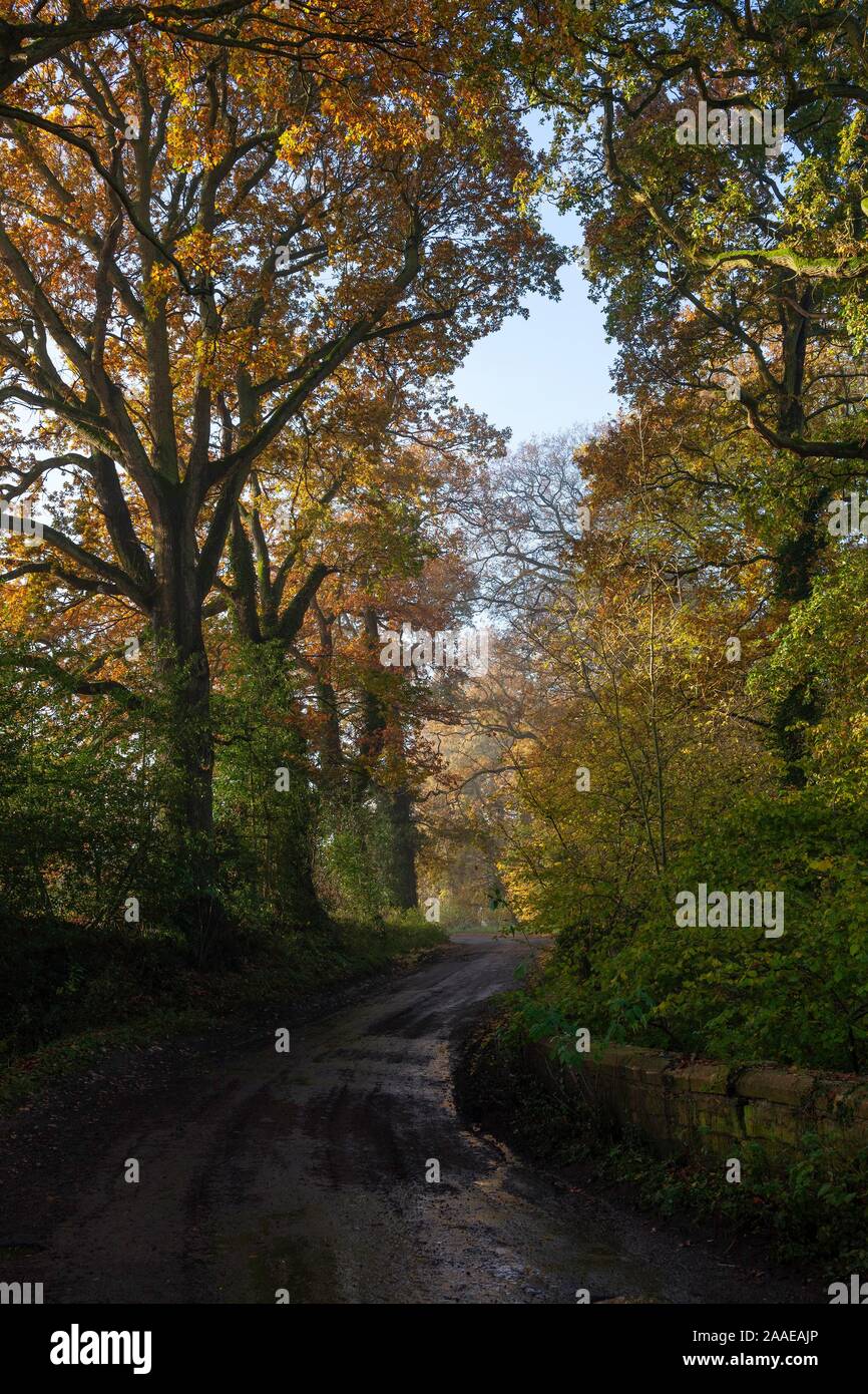 Cotswold lane with oak trees, Gloucestershire, England Stock Photo Alamy