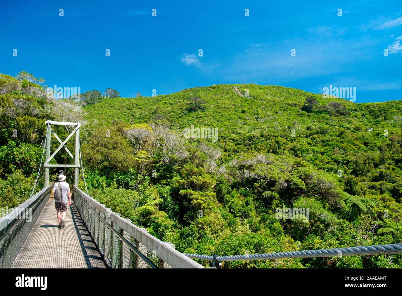 Swinging Bridge and Predator fence in Zealandia, a conservation project and attraction is the worlds first fully-fenced urban Eco sanctuary, Wellington, New Zealand Stock Photo