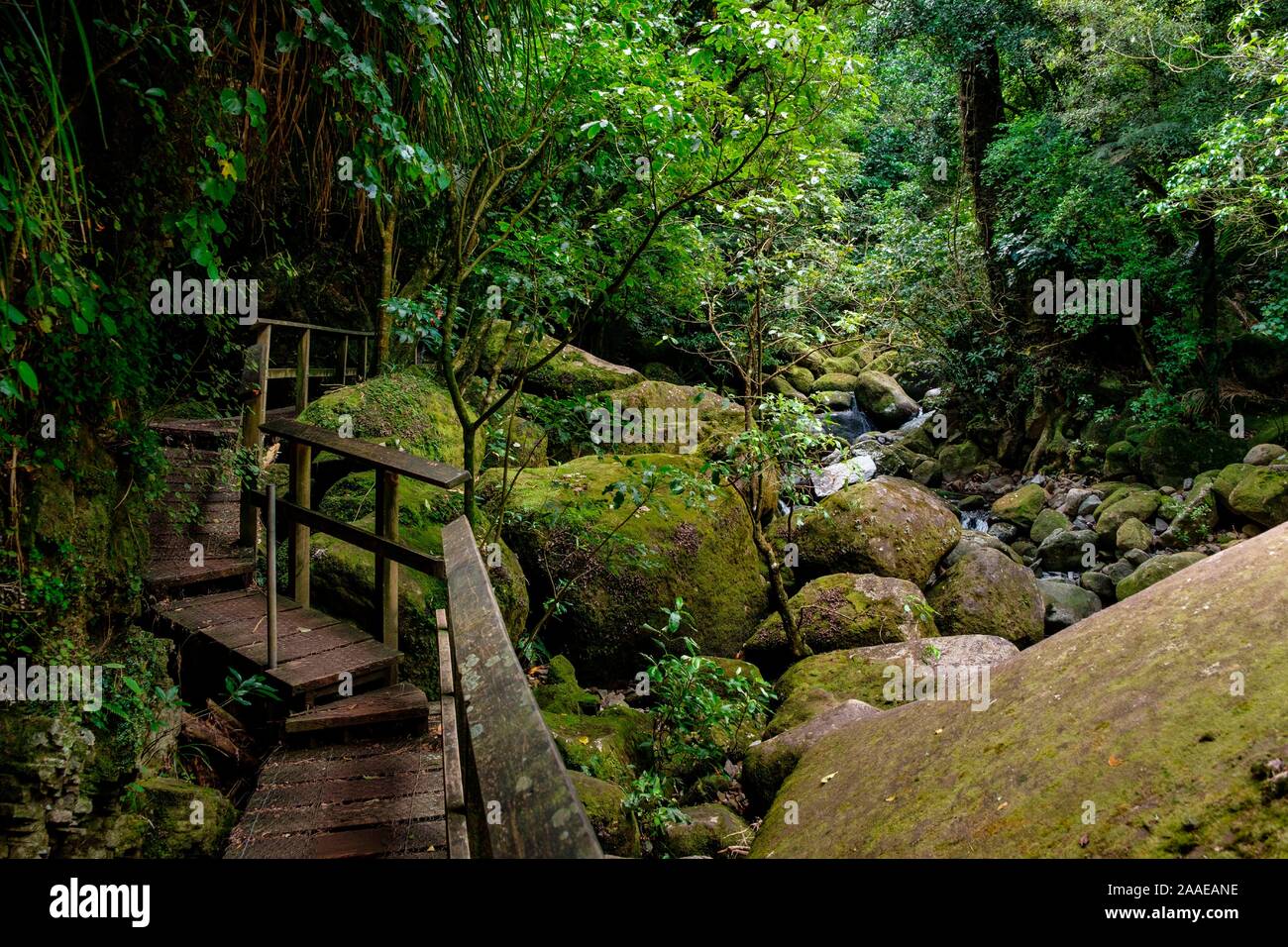 Path by stream in Wairere Falls Park, Okauia, Waikato Region, North Island, New Zealand Stock Photo