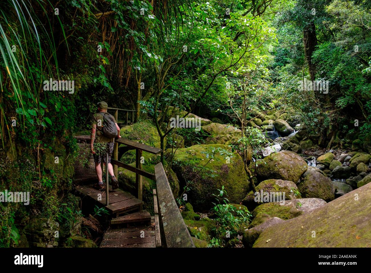 Path by stream in Wairere Falls Park, Okauia, Waikato Region, North Island, New Zealand Stock Photo