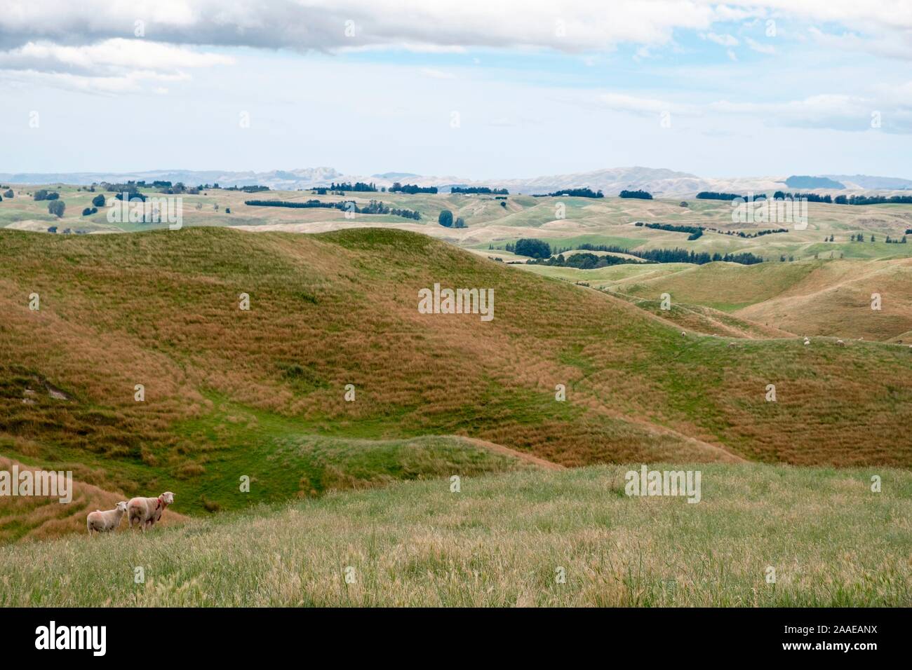 Heard of sheep in pasture, North Island, New Zealand Stock Photo
