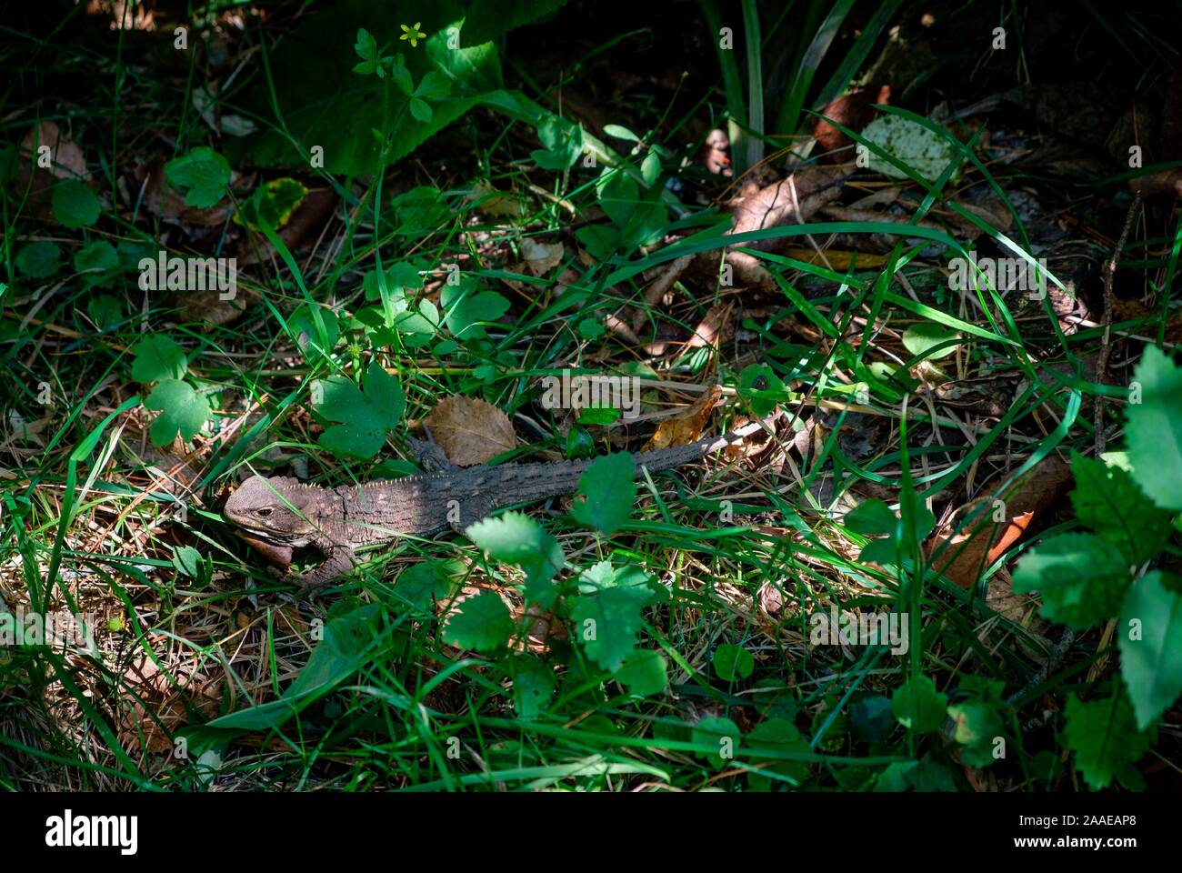 TUATARA, Sphenodon punctatus, in Zealandia, conservation project and attraction is the worlds first fully-fenced Eco sanctuary, Wellington, New Zealand Stock Photo