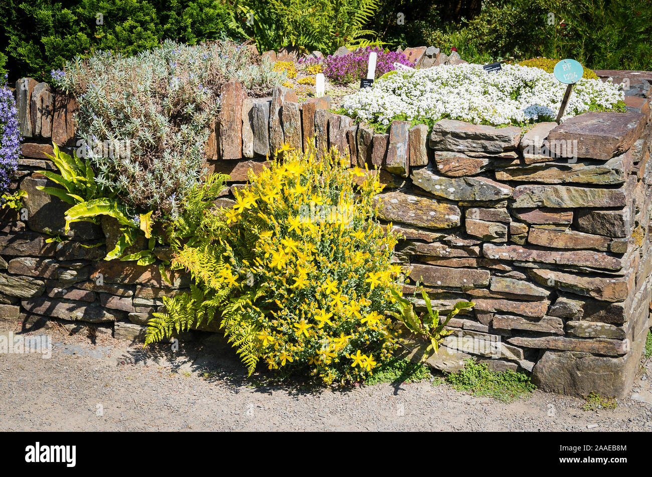 A dwarf form of Hypericum olympicum growing from the crevices of a dry stone wall with top planting of alpine plants in Rosemoor gardens, Devon, UK Stock Photo