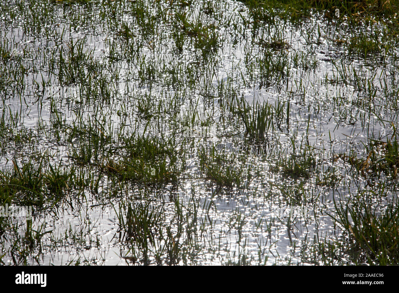 flooded meadow, Stock Photo