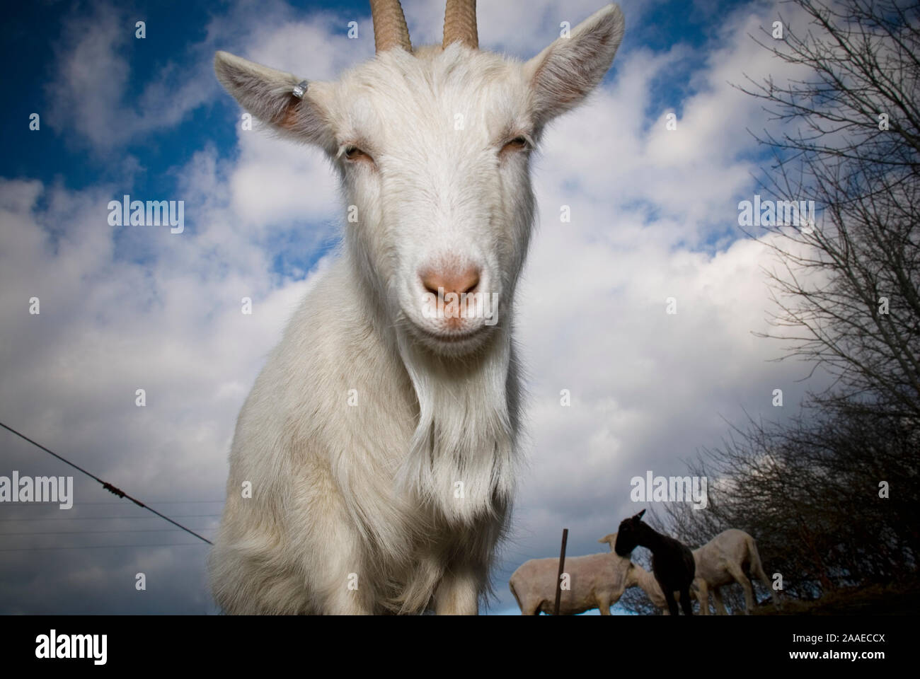 Bizarr dreamy and  weird pictures of goats posing for the photographer Stock Photo