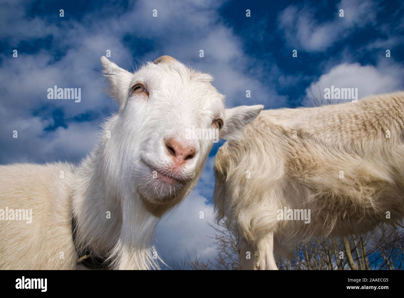 Bizarr dreamy and  weird pictures of goats posing for the photographer Stock Photo