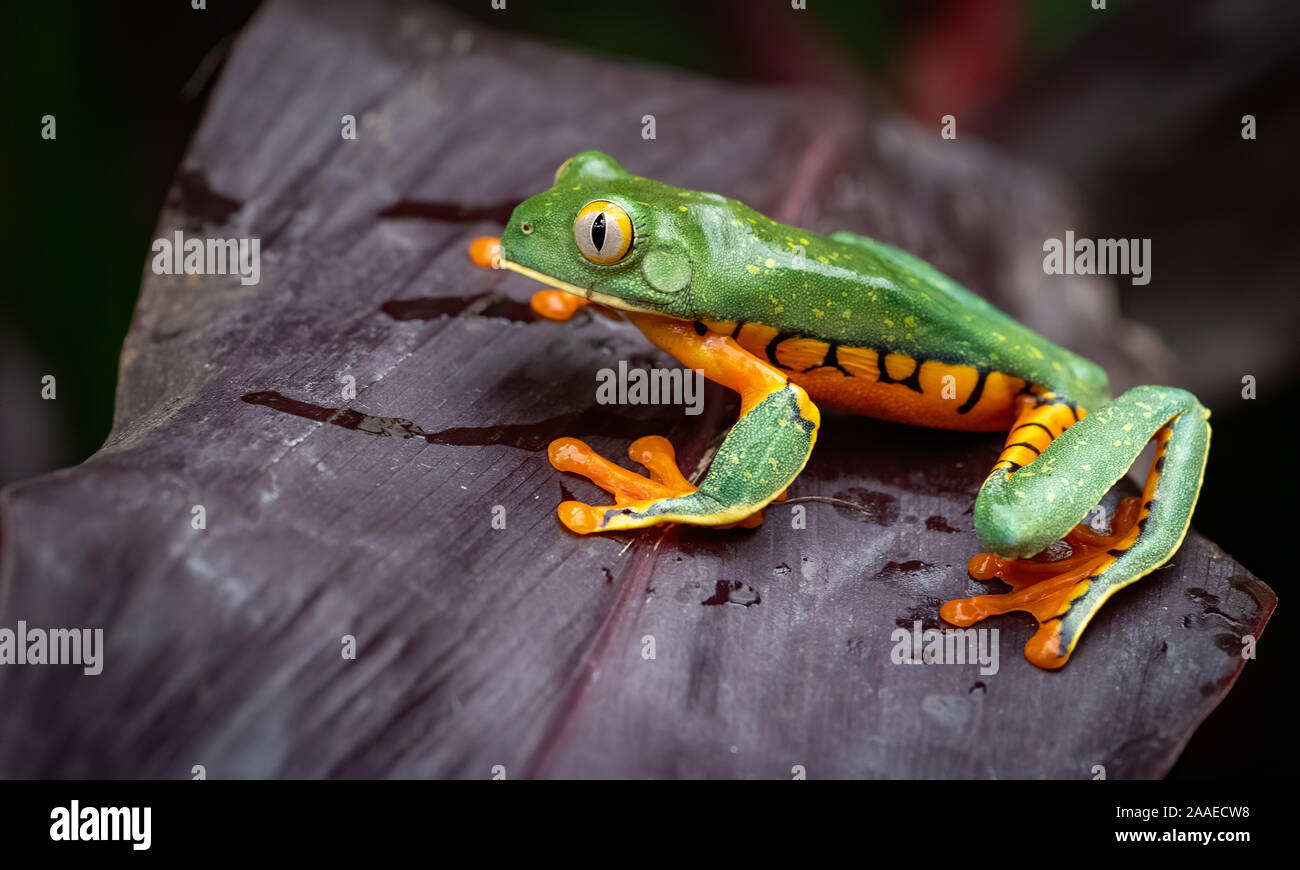 A tree frog in Costa Rica Stock Photo
