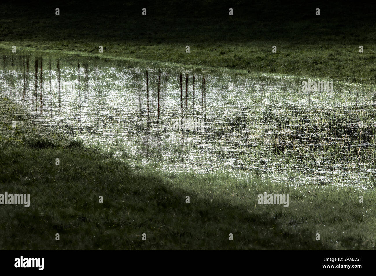 flooded meadow, Stock Photo