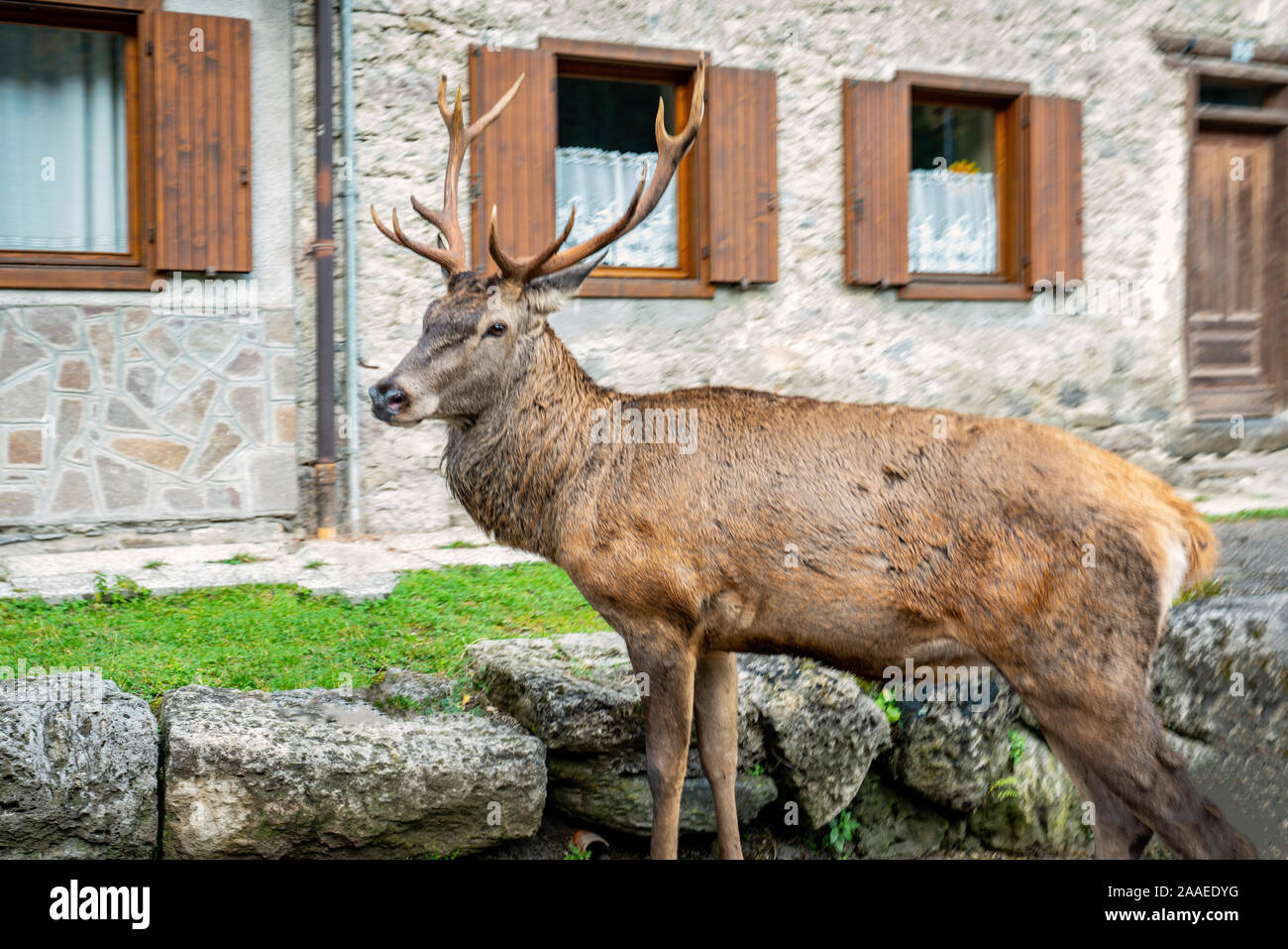 Portrait of a deer in a front yard of a house in Pian Molin-Costa di Mezzo in Belluno, italian Dolomites Stock Photo