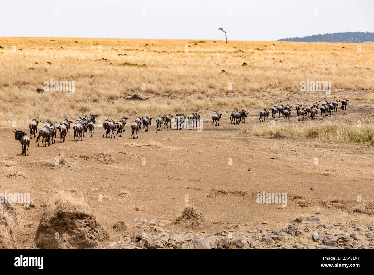 zebras and wildebeest during great migration Stock Photo